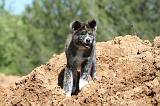 AKITA INU 486
